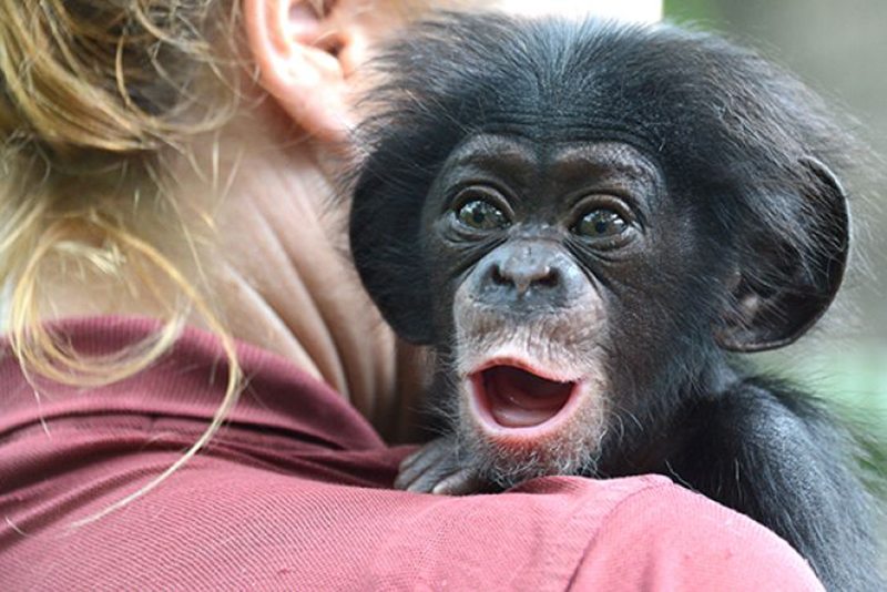 Zoo seeks surrogate mother for baby chimp