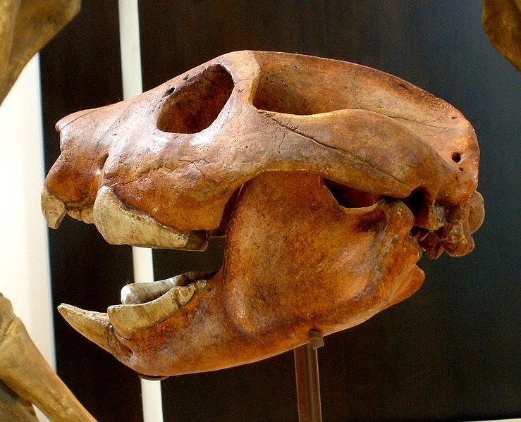Thylacoleo carnifex skull. Image by Ghedoghedo