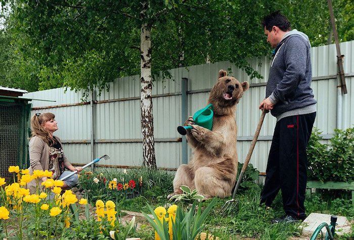 adopted-bear-russian-family-stepan-a16
