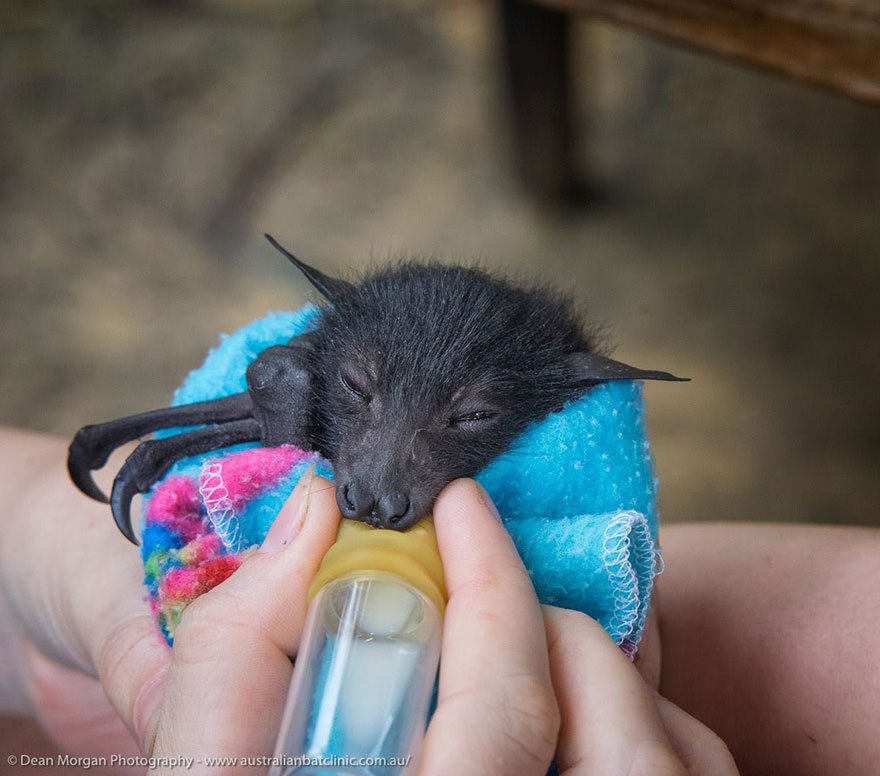adorable-orphaned-baby-bats-australian-bat-clinic-10