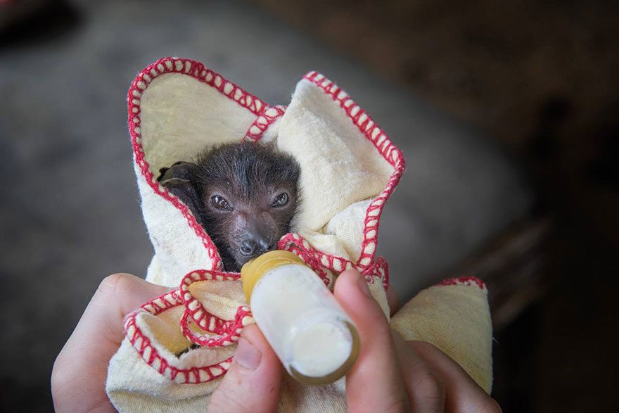 adorable-orphaned-baby-bats-australian-bat-clinic-11