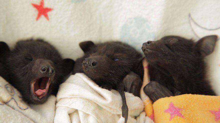 adorable-orphaned-baby-bats-australian-bat-clinic-15