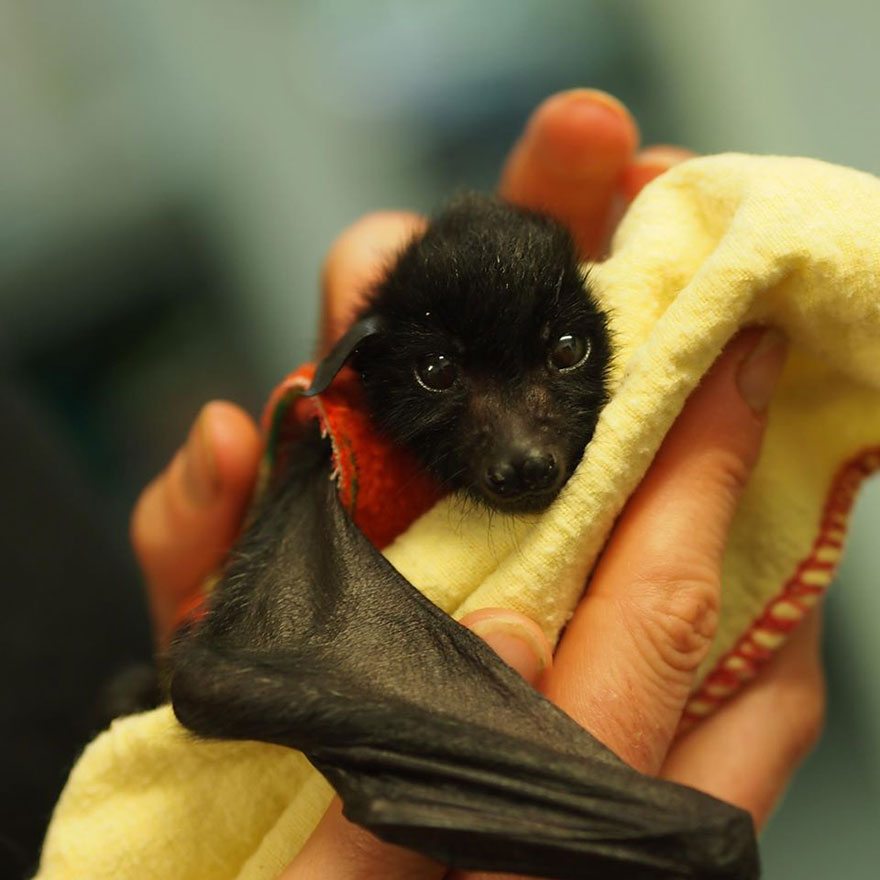 adorable-orphaned-baby-bats-australian-bat-clinic-16