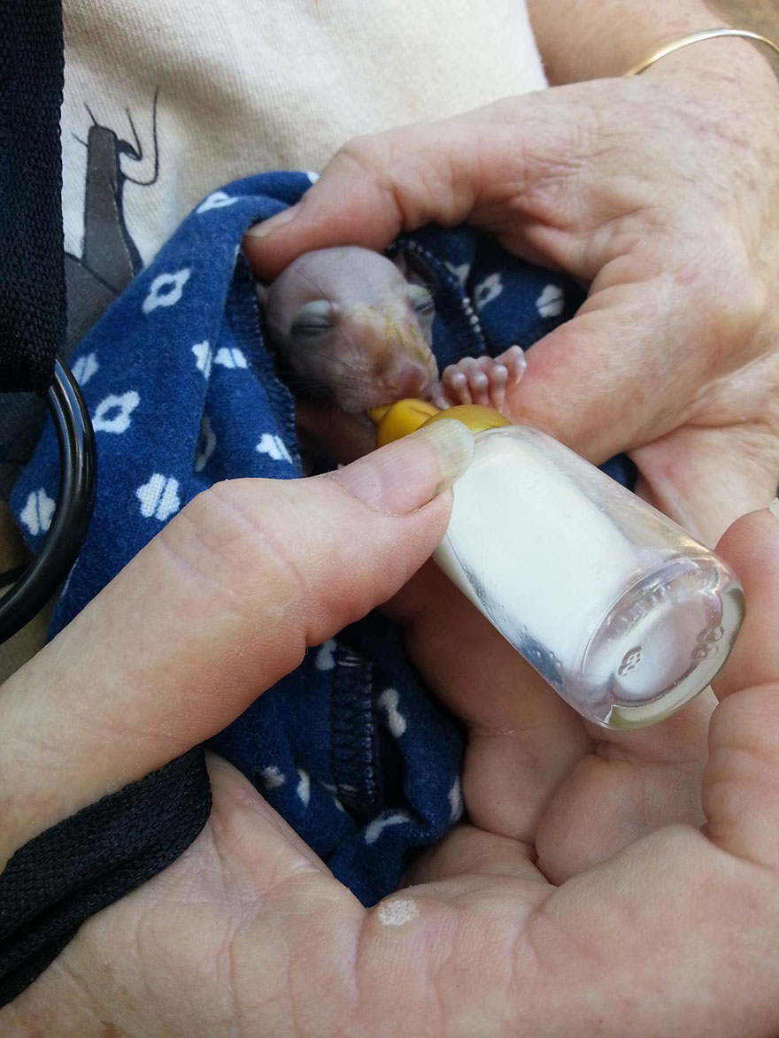 adorable-orphaned-baby-bats-australian-bat-clinic-17
