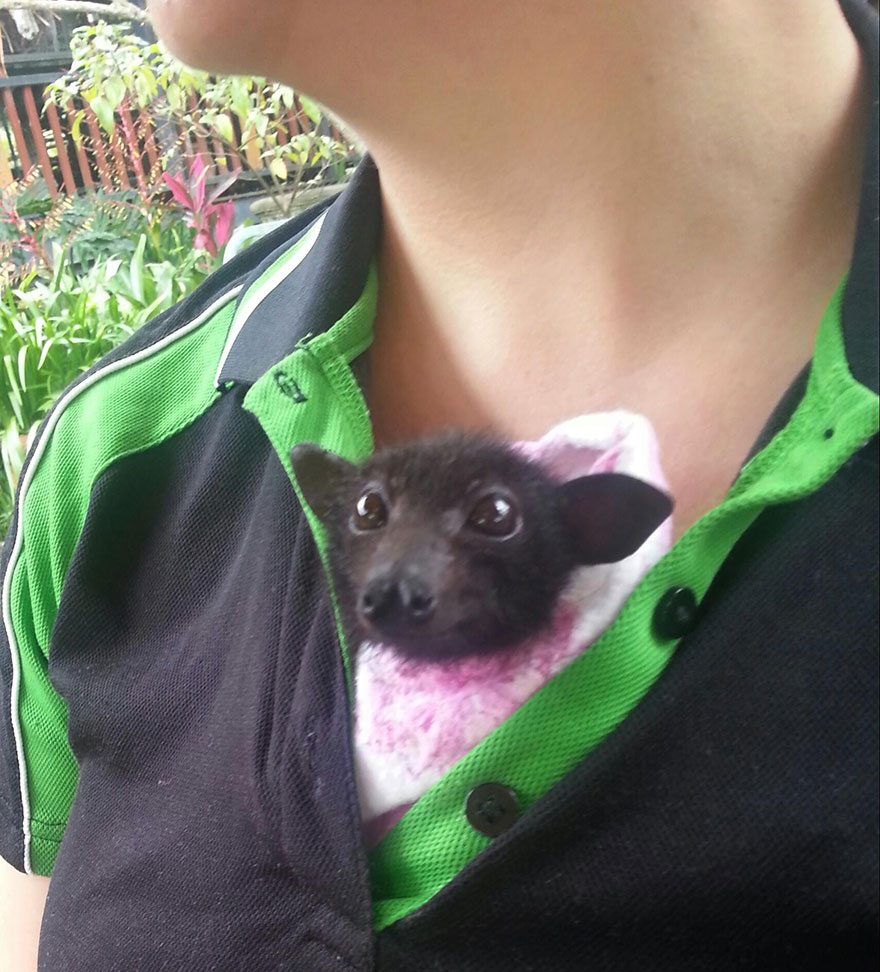 Orphaned pups show a ‘cuddlier’ side to Australian bats