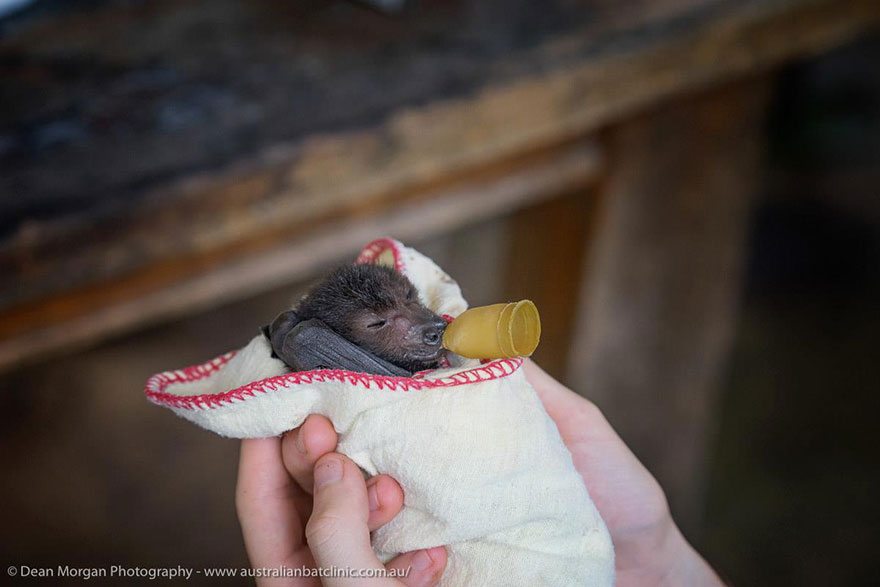 adorable-orphaned-baby-bats-australian-bat-clinic-9