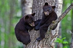 Baby bears try to navigate backyard hammock
