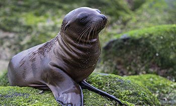 Seal Pups at Kaikoura