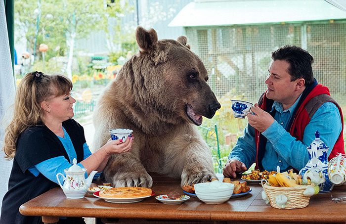 Domesticated bear lives with Russian family