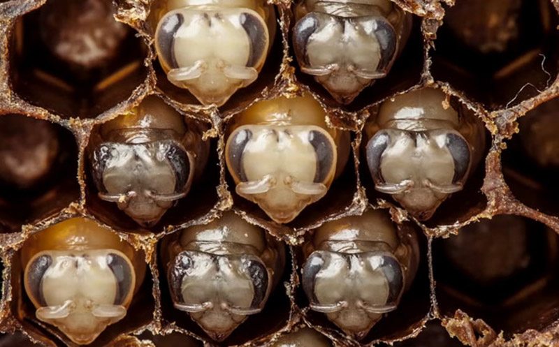 Time-lapse video of first days’s of bees life raises awareness of their plight