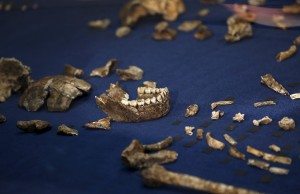 Fossils of a newly discovered ancient species, named "Homo naledi", are pictured during their unveiling outside Johannesburg. REUTERS/Siphiwe Sibeko