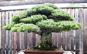 The Bonsai tree that might outlive us all