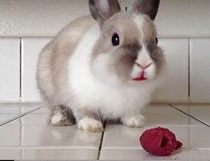 This funny bunny’s love of raspberries is the cutest thing ever!