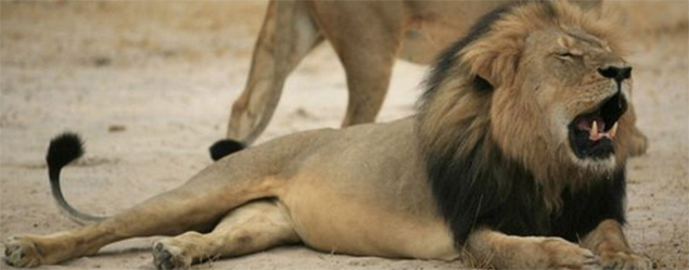 Cecil the lion. PHOTO: AFP