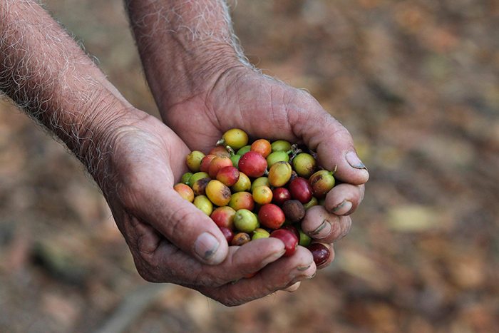 How coffee flour could solve the problems associated with coffee harvesting