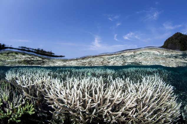 Radical plan to save coral reefs