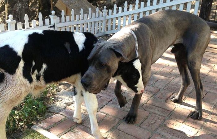 Rescued baby cow ‘Goliath’ fits right in with the family
