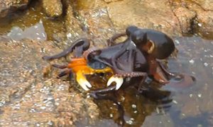 Octopus gets crabby in Yallingup, Australia