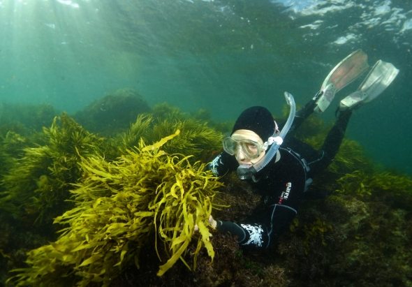 A UNSW marine scientist with the crayweed (Phyllospora comosa). Photo: John Turnbull/UNSW