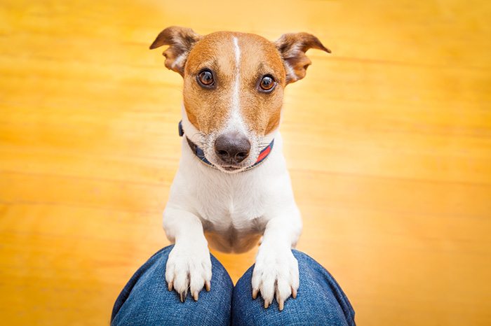 The emotional connection we have with dogs