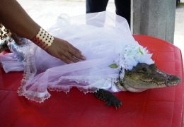 A woman touches a seven-year-old alligator dressed as bride for a traditional ritual marriage, likely dates back centuries to pre-Hispanic times, between the San Pedro Huamelula Mayor Victor Hugo Sosa and the reptile that depicts a princess, as a prayer to plead for nature's bounty, in San Pedro Huamelula, in Oaxaca state, Mexico June 30, 2022. REUTERS/Jose de Jesus Cortes