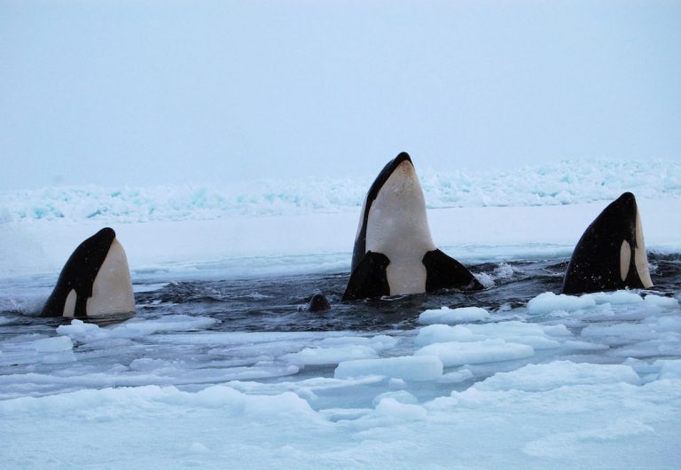 FILE PHOTO: Three killer whales surface through a breathing hole in the ice of Hudson Bay near the community of Inukjuak, Quebec January 9, 2013. REUTERS/Maggie Okituk/File Photo
