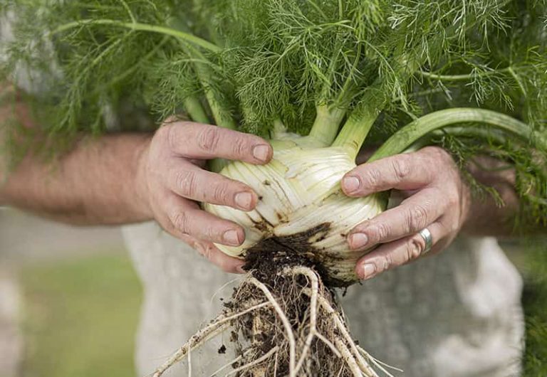 Florence Fennel