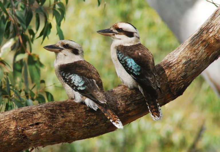 The laughing kookaburra’s call is one of the iconic sounds of Australia.