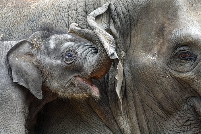 Researchers discover a link between elephants and cancer prevention