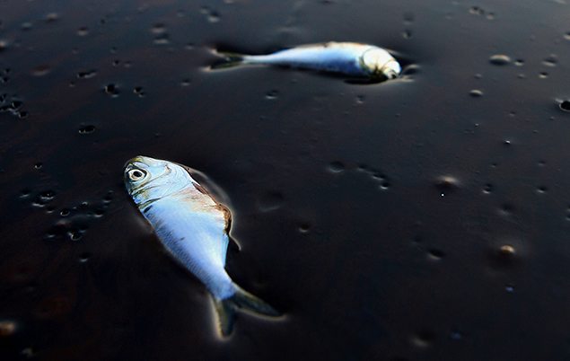 Poggy fish lie dead stuck in oil after the spill. REUTERS/Sean Gardner 