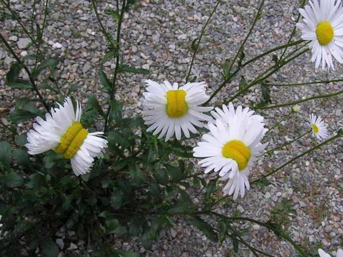 Fukushima Radiation: Deformed flowers show the cost of radiation on our These
