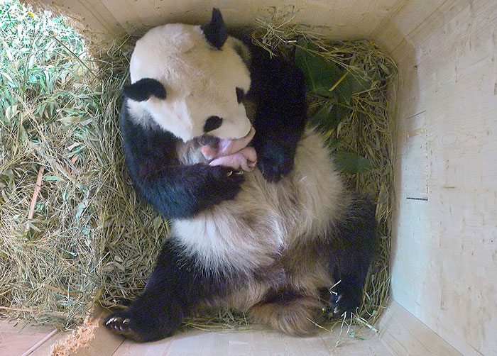 Giant Panda gives birth to twins
