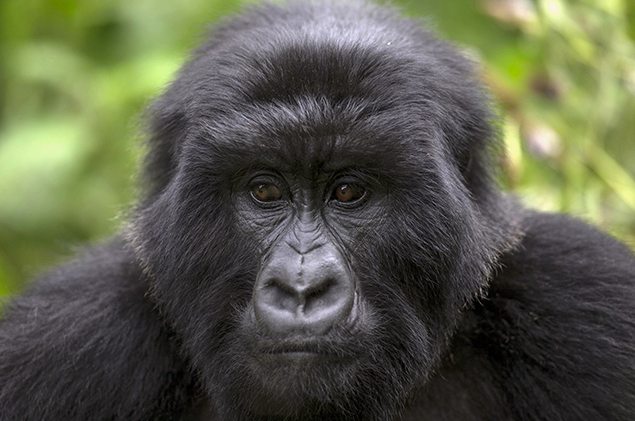 A juvenile gorilla. REUTERS/Edward Echwalu