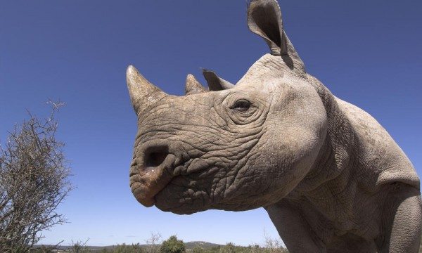 Black rhino in South Africa. Photo by WWF (World Wildlife Fund)