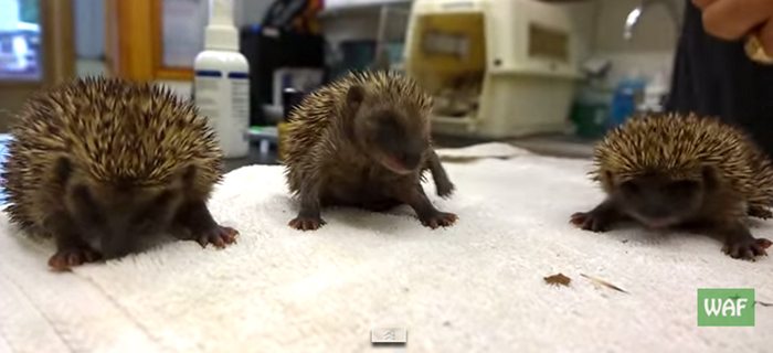 Image: Wildlife Aid
