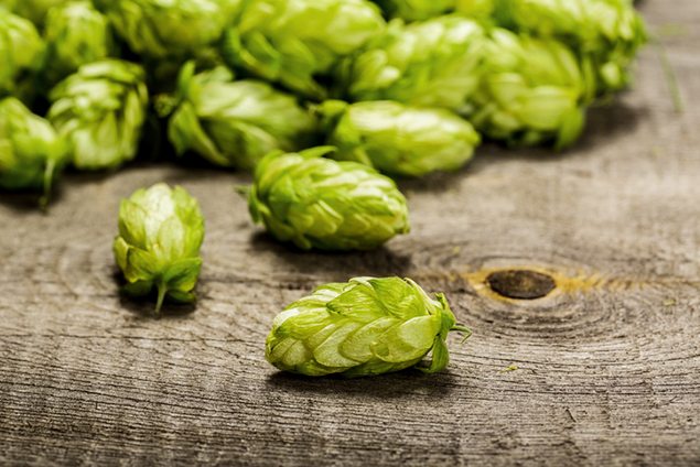Hops, honey and tea – what do they have in common?