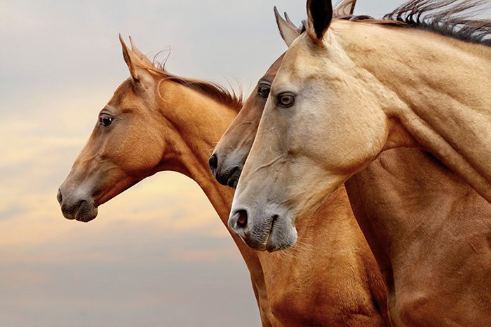 Equine Therapy: A powerful vehicle for healing