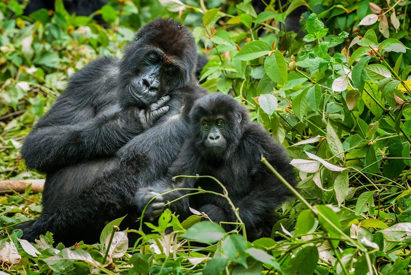 A female gorilla with her son, Eastern Lowland Gorillas (gorilla beringei graueri).