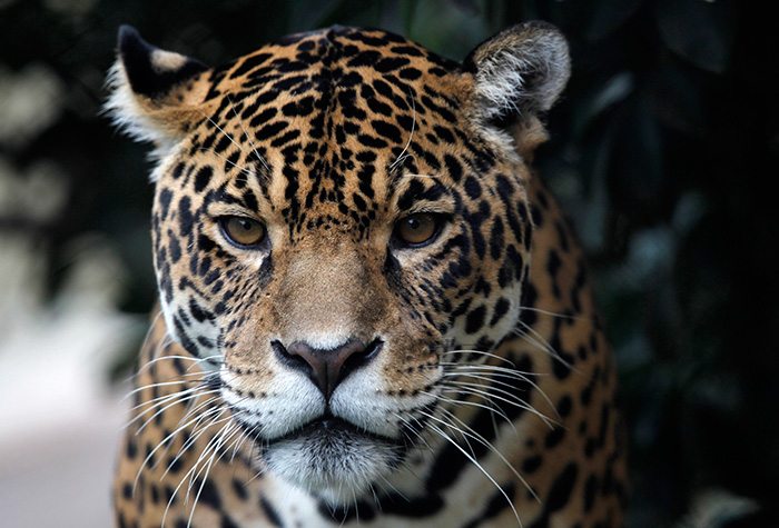 Scientists use virtual reality to protect Jaguars