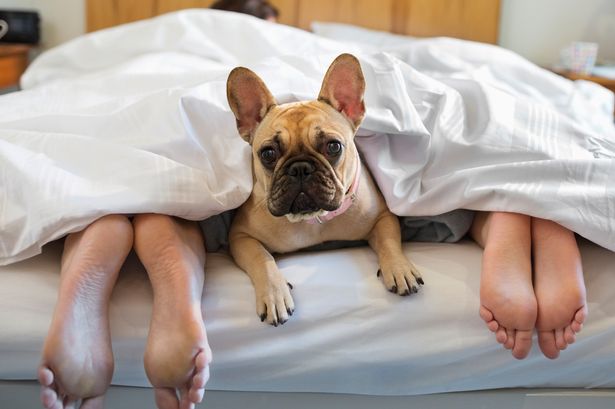 Pets in bed lead to better sleep, study finds