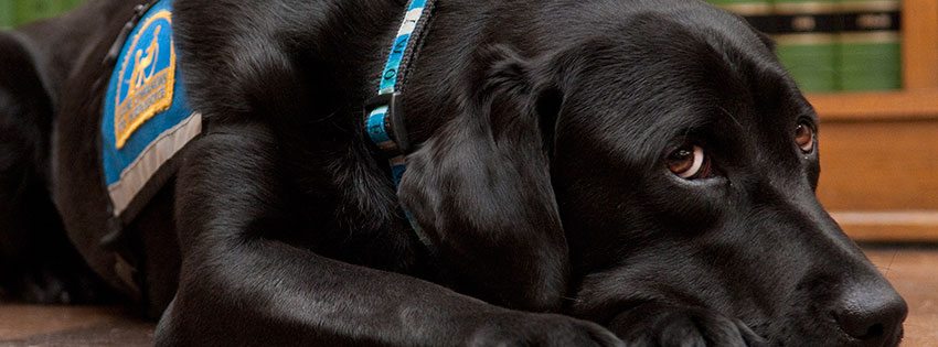 Service dogs help ease the pain of testifying in court