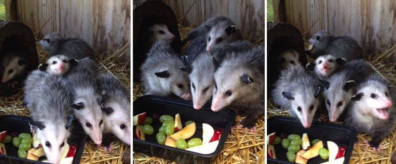 Nobody enjoys fruit more than these baby opossums