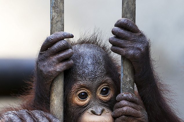 An orangutan looks on in a cage at Kao Pratubchang Conservation Centre in Ratchaburi, Thailand.
REUTERS/Athit Perawongmetha 