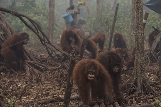 Orangutans walk as haze shrouds Borneo Orangutan Survival Foundation camp in Nyaru Menteng, Indonesia's Central Kalimantan province. REUTERS/Rosa Panggabean/Antara Foto