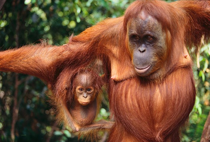 Indonesia’s forest fires: What it means for the orangutans