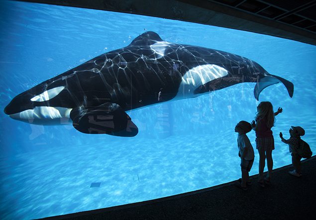 Young children get a close-up view of an Orca killer whale during a visit to the animal theme park SeaWorld in San Diego, California March 19, 2014   REUTERS/Mike Blake  