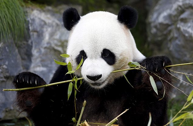 Xing Hui, a 6-year-old giant panda born in China.
REUTERS/Francois Lenoir 