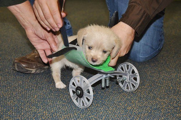 3D Printing helps puppy walk again