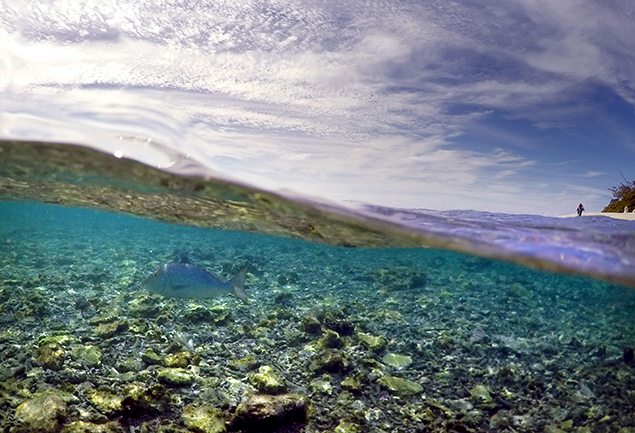 Great Barrier Reef under threat of bleaching