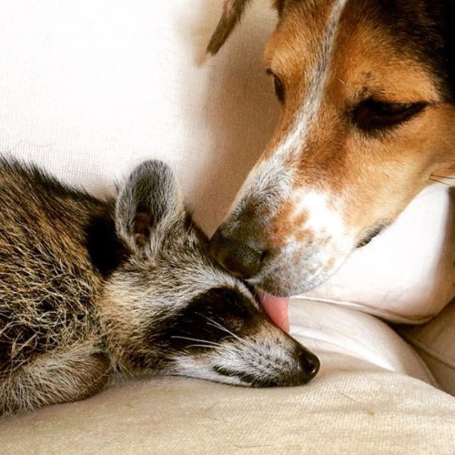 Adopted Racoon thinks she’s a dog